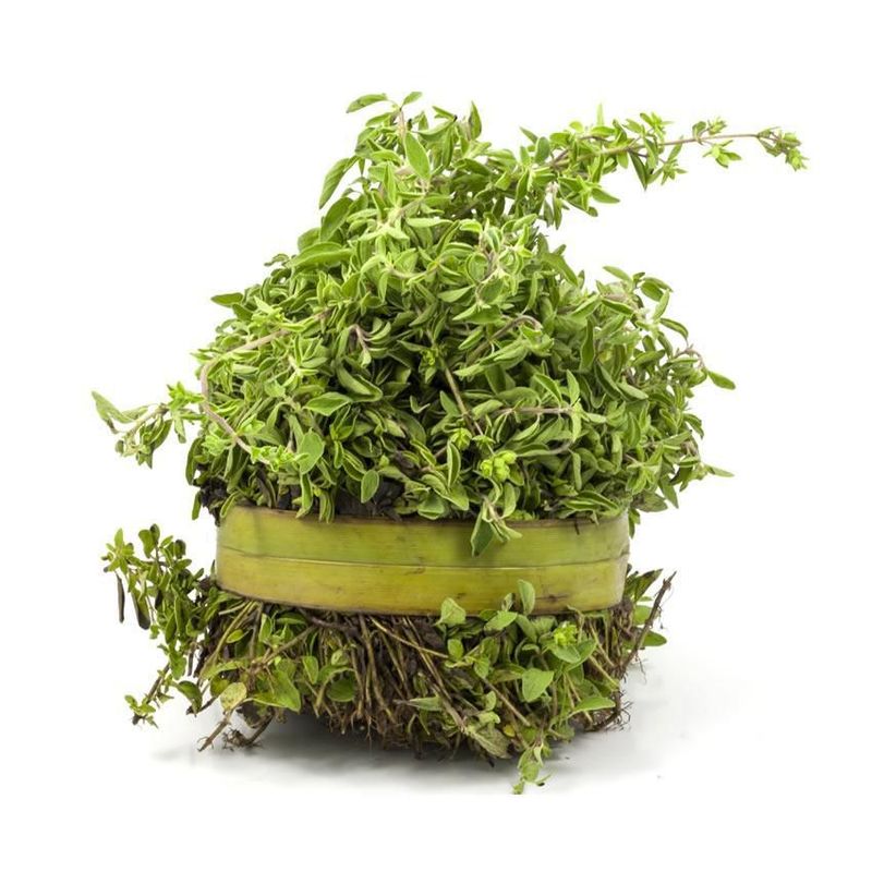 GENERICO - Semillas Mejorana Mayorana Marjorama Aromatica