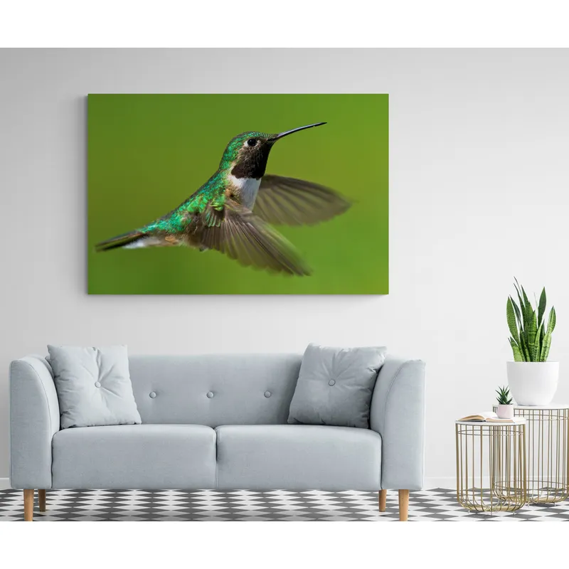 TAYRONA STORE - Cuadro En Lienzo Para La Sala Colibri 023 120x80cm