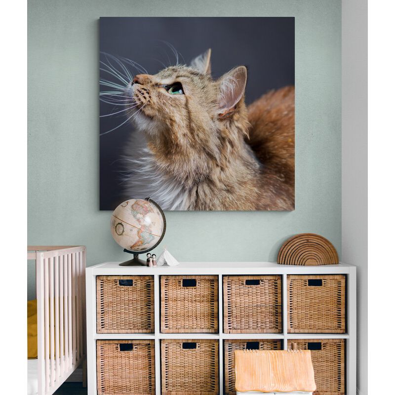 TAYRONA STORE - Cuadro En Lienzo Para Habitaciones Gatos 187 50x50cm