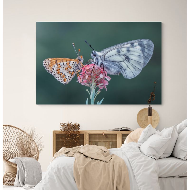 TAYRONA STORE - Cuadro En Lienzo Para Habitaciones Mariposas 243 70x50cm