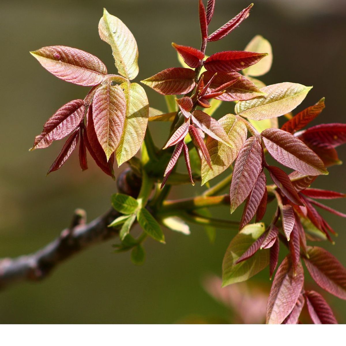 CANON - Lente Canon Ef 75-300mm Teleobjetivo Zoom