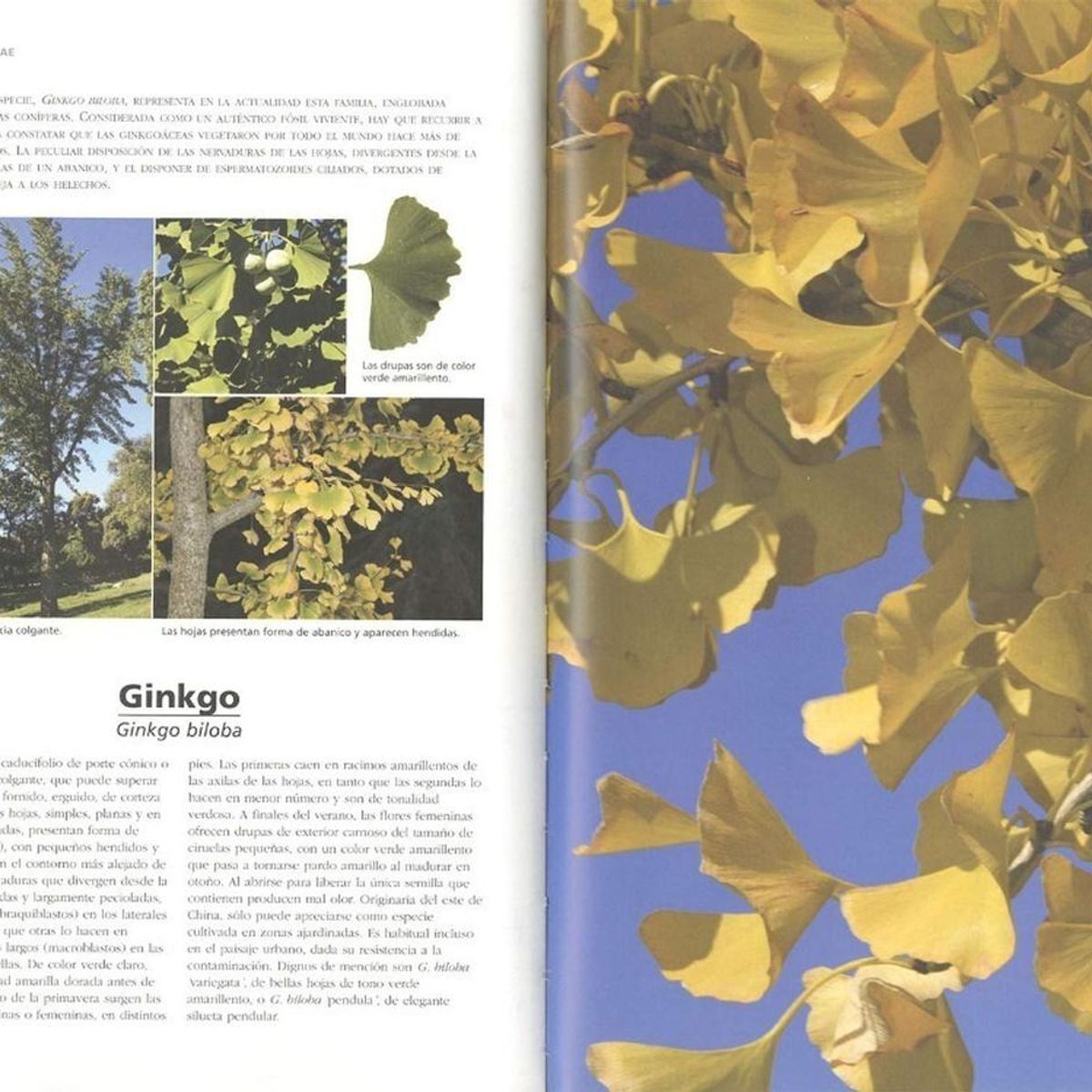 SUSAETA - Arboles. Aprender A Reconocerlos. Plantas De Jardín