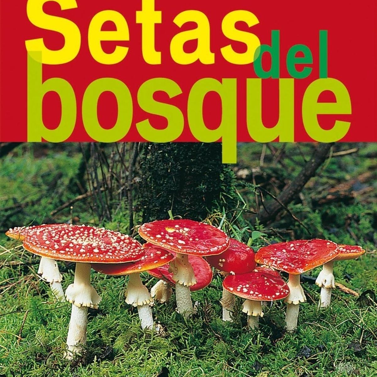 SUSAETA - Setas Del Bosque. Jardinería Y Plantas