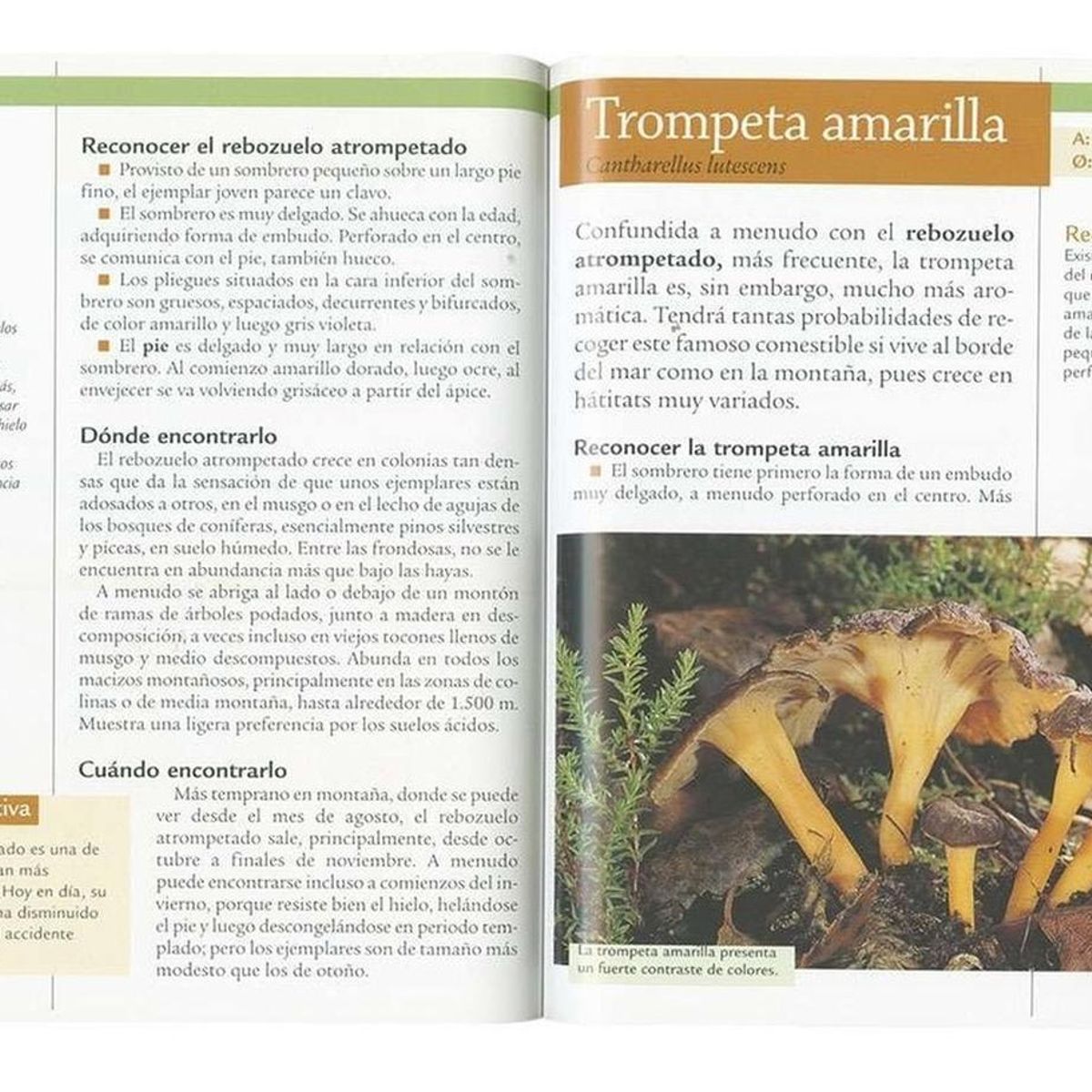 SUSAETA - Setas Del Bosque. Jardinería Y Plantas