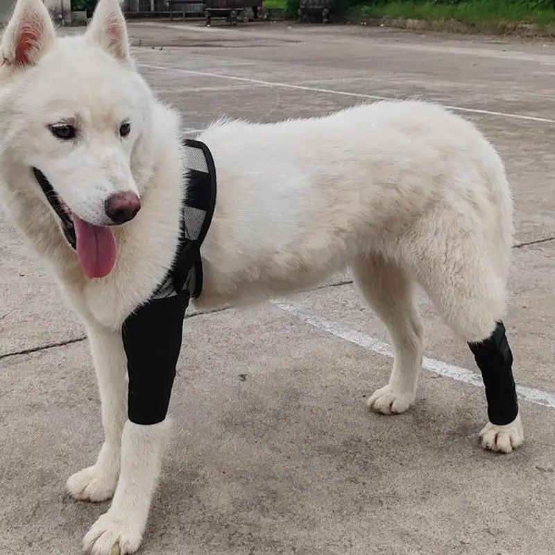 GENERICO - Ferula Tirantes Para Piernas De Perro Soporte Para Cuidado tallas M