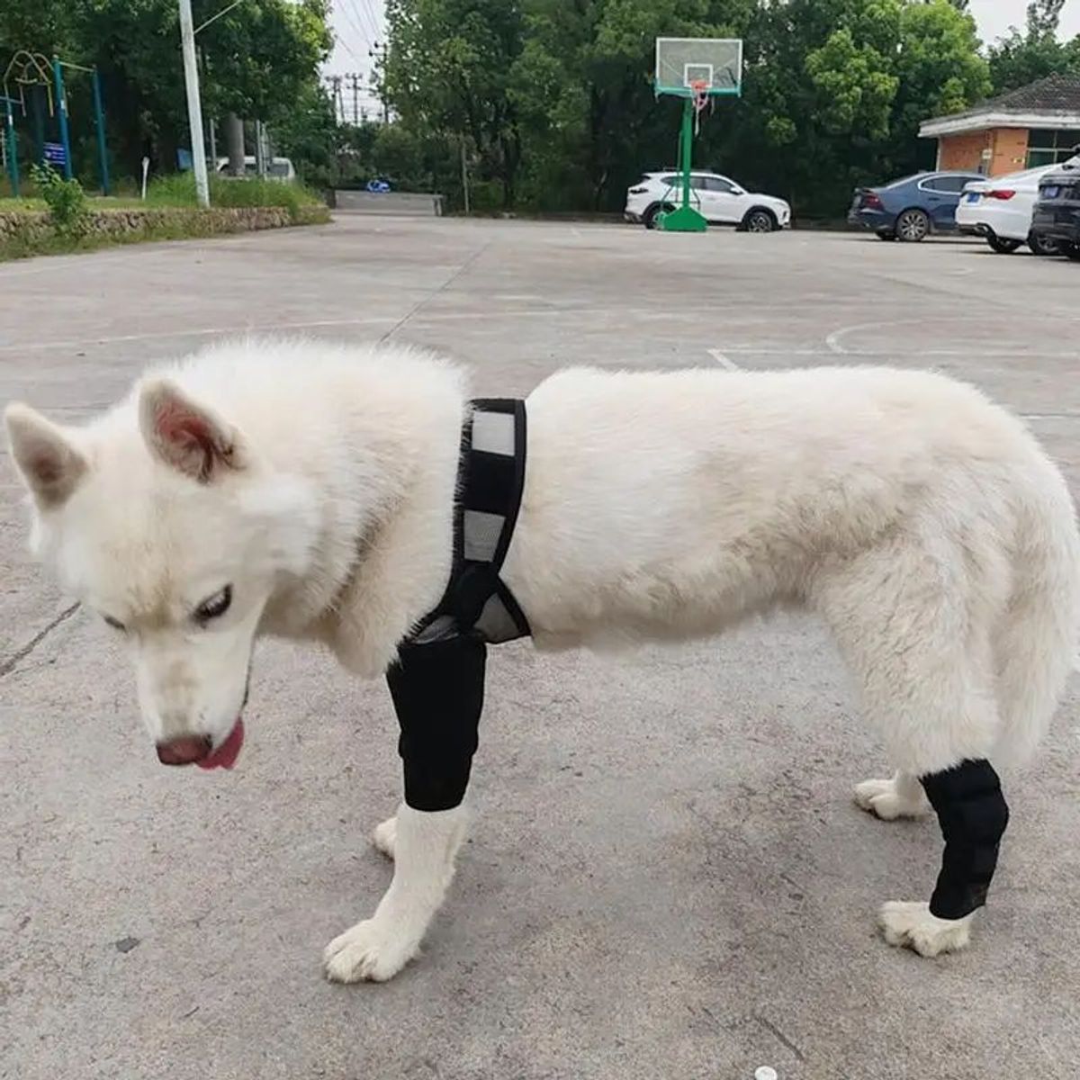 GENERICO - Ferula Tirantes Para Piernas De Perro Soporte Para Cuidado tallas M