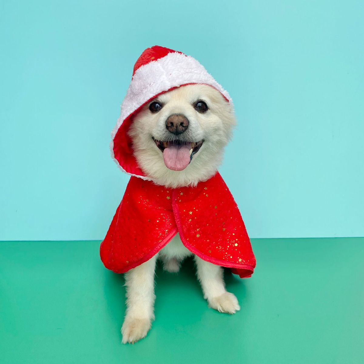 WAWAW - Capa para perro  talla 4XL roja estrellas doradas Navidad Wawaw