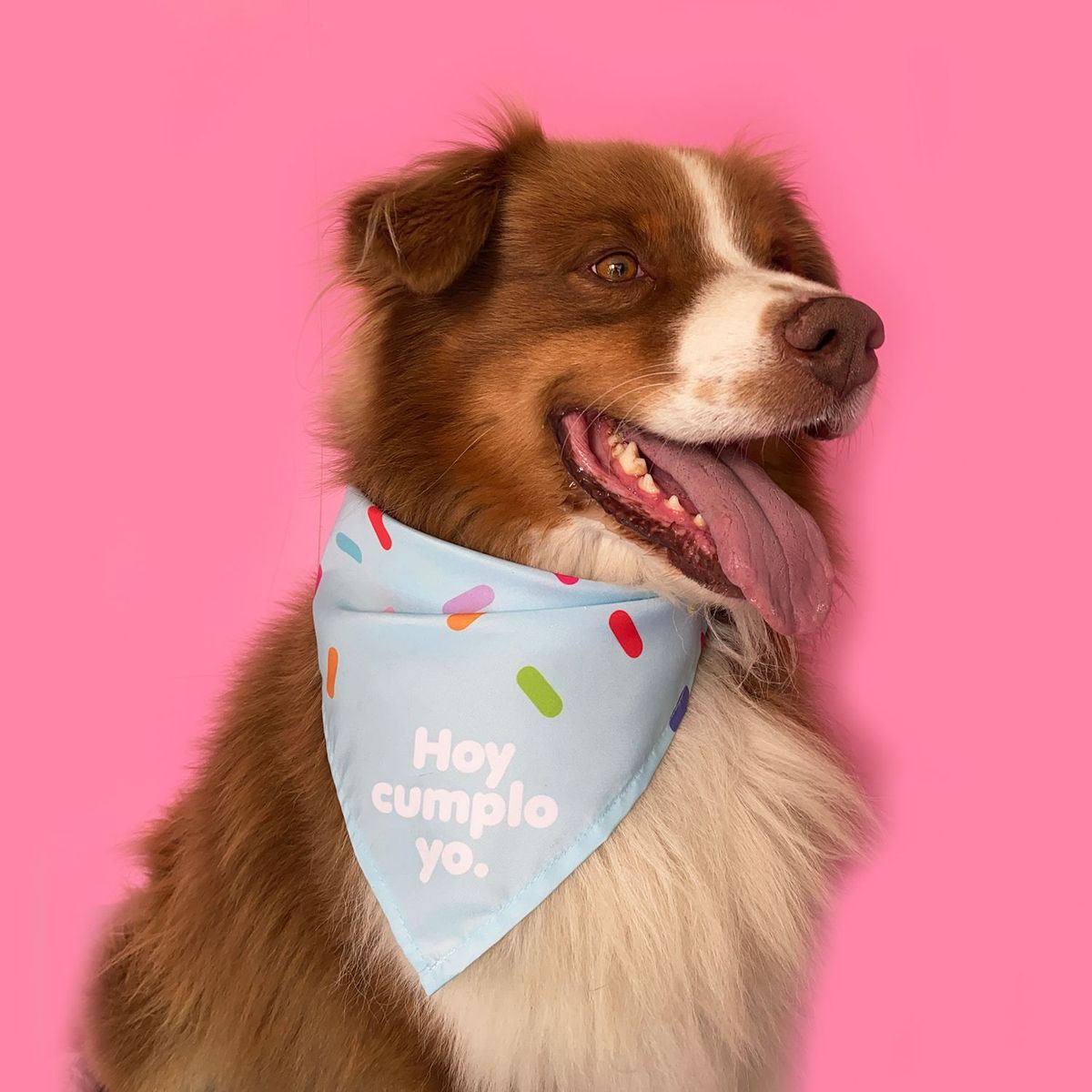 WAWAW - Pañoleta para perro talla L azul Hoy cumplo yo Wawaw