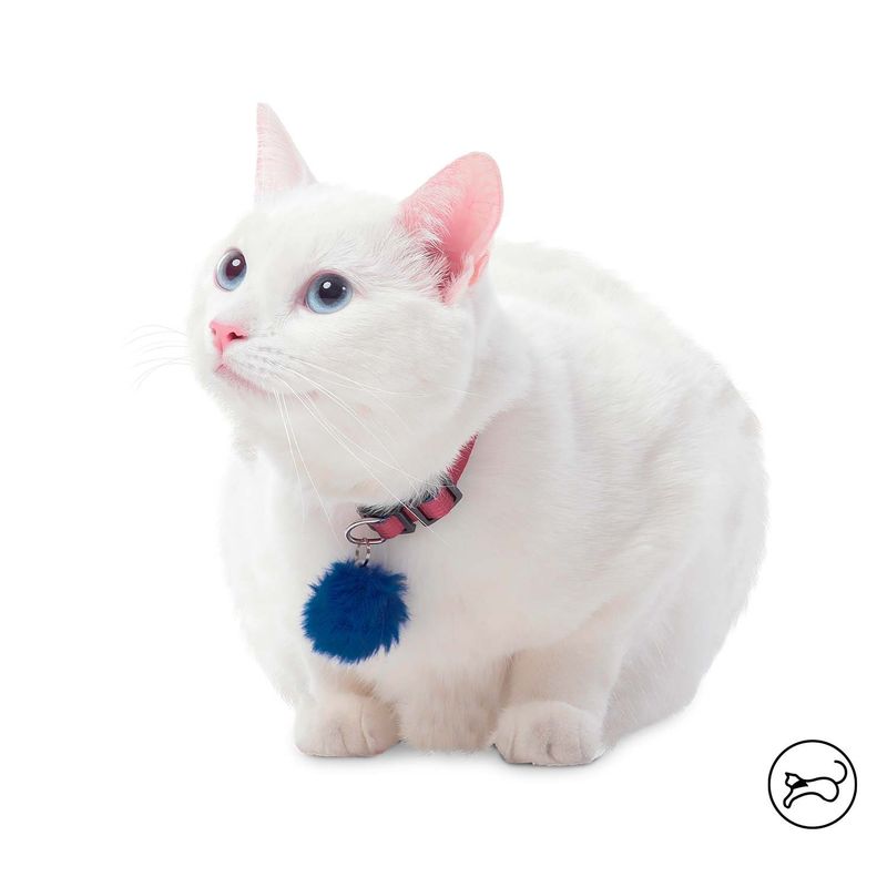 TOTTO - Collar ajustable Meow para gato