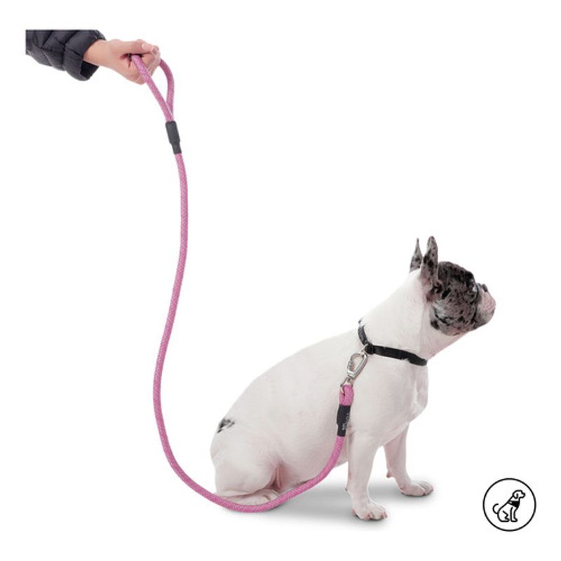 TOTTO - Correa para Perro Sencilla Nolan Morado