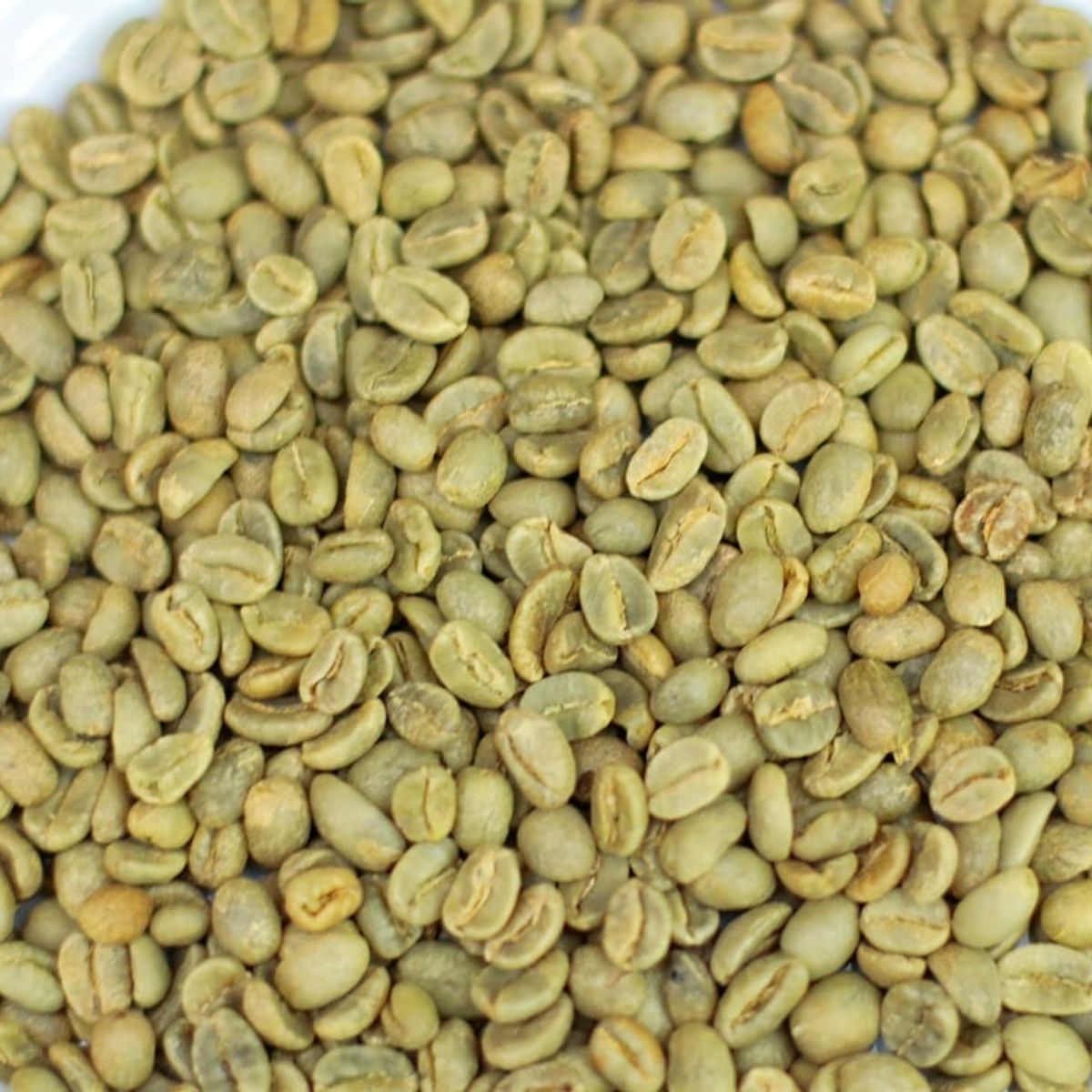 CAFE GLOMAR - Café Verde Extra +16 x Kilogramo