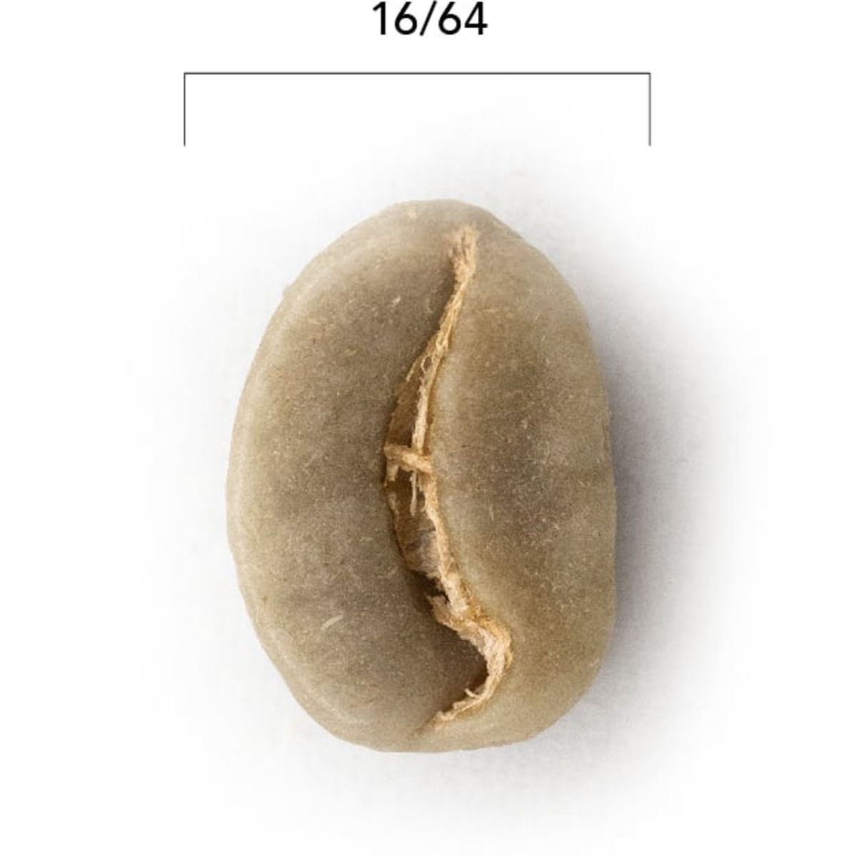 CAFE GLOMAR - Café Verde Extra +16 x Kilogramo