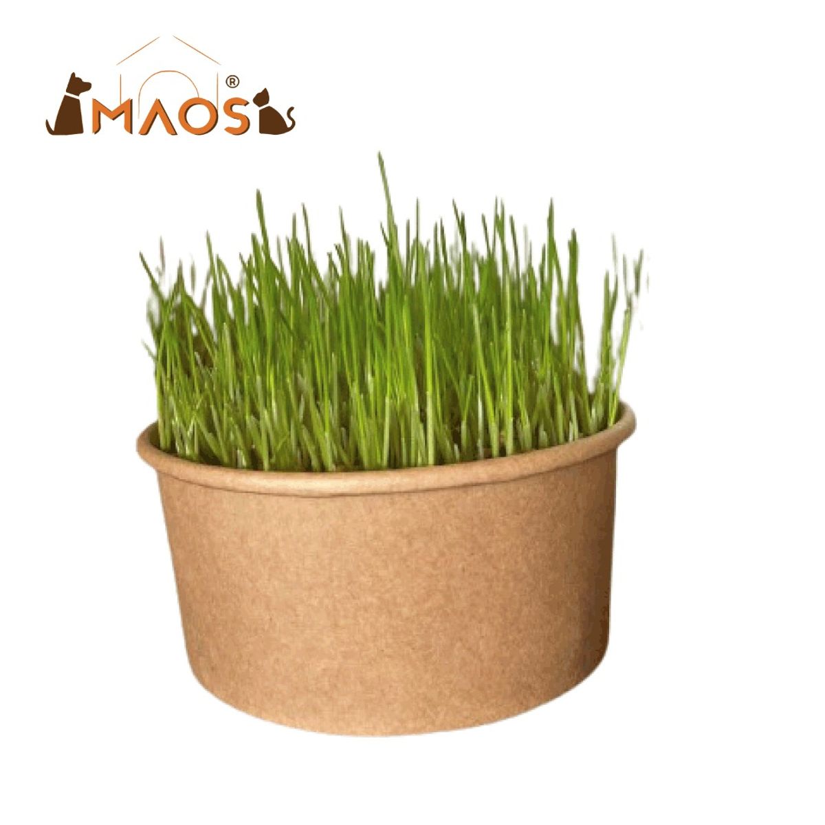 MAOS - Trigo Semillas Pasto Gatuno Para Germinar