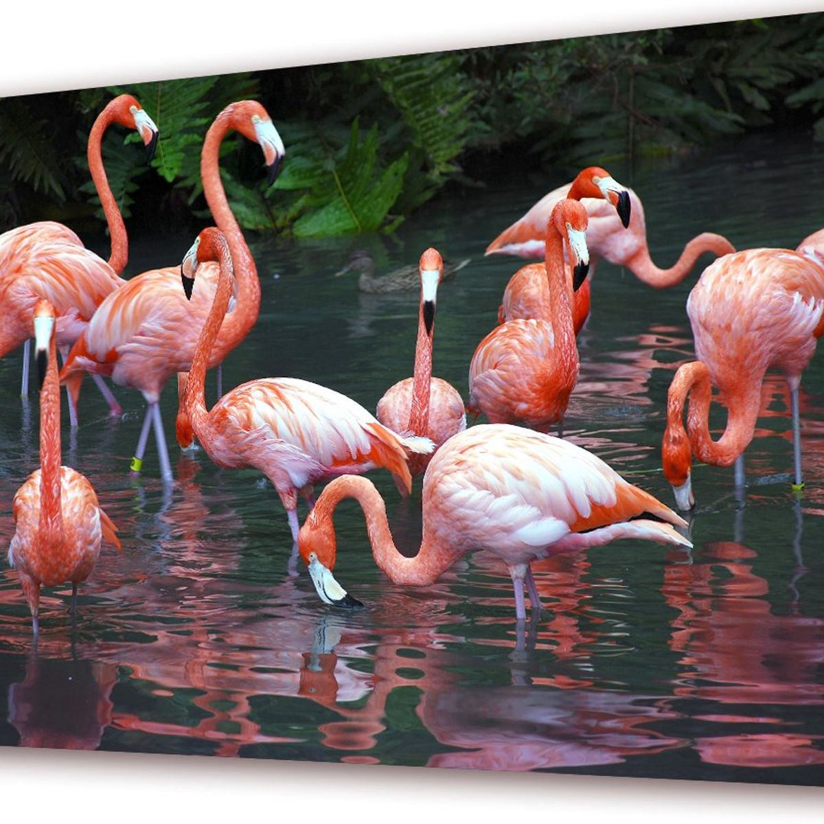 ART INDUSTRY - Cuadro 50x30cms Decorativo Flamengos 2