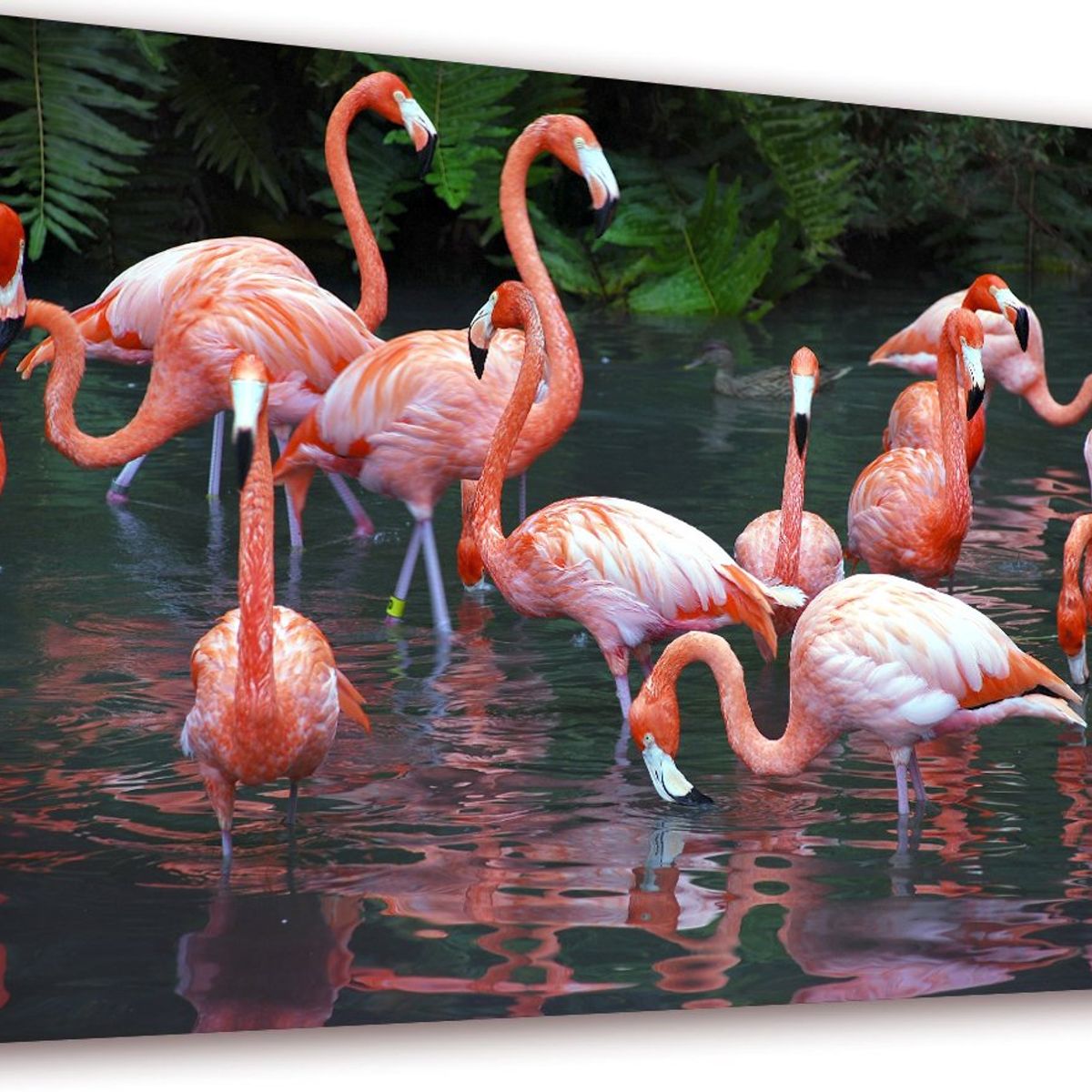 ART INDUSTRY - Cuadro 50x30cms Decorativo Flamengos 2