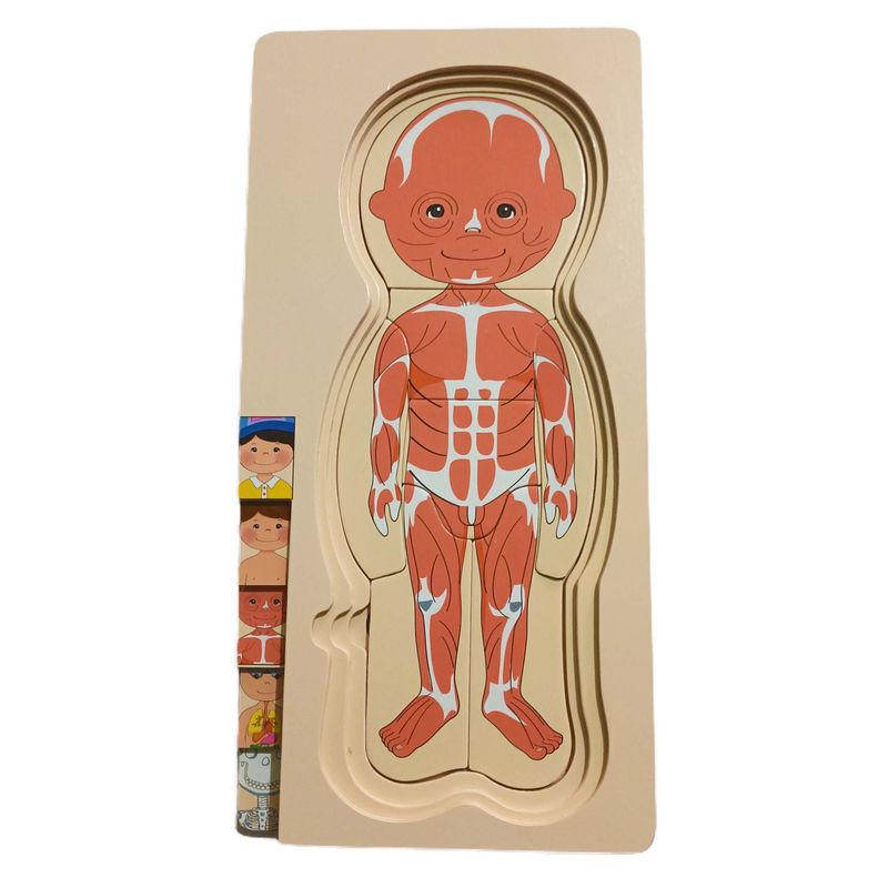 GENERICO - Super Rompecabezas Madera Sistemas Del Cuerpo Para Niñas
