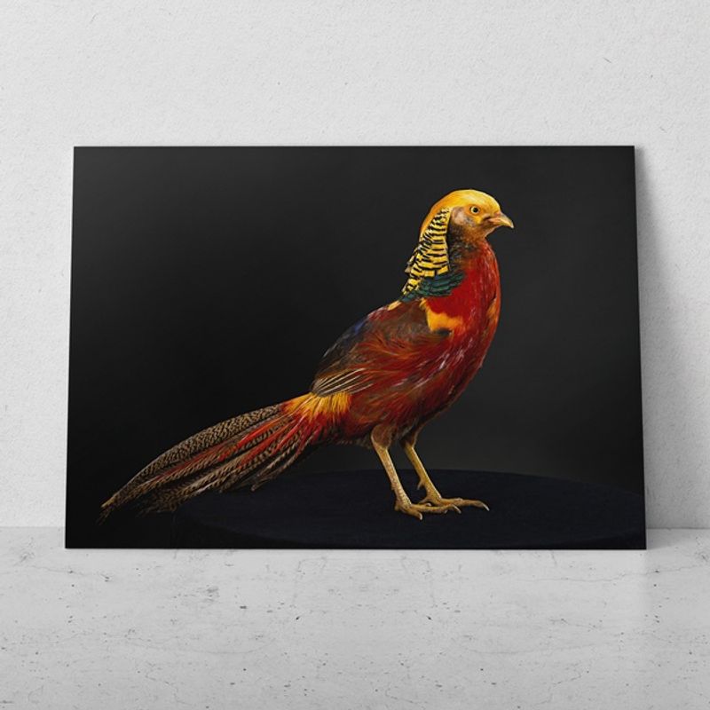 TAYRONA STORE - Cuadros Retablo Animales Pajaros 107 - 50x35cm