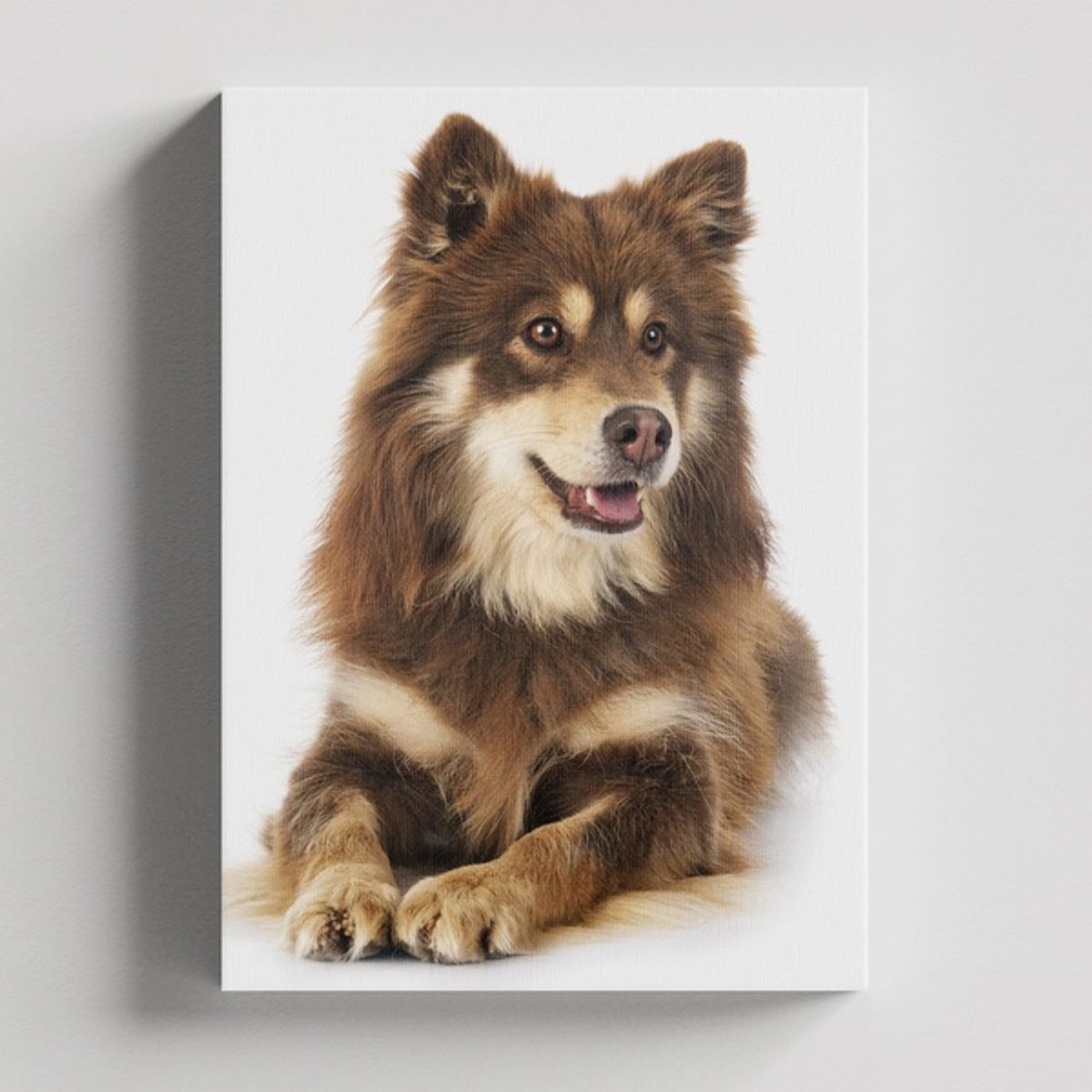 TAYRONA STORE - Cuadros Retablo Animales Perro 328 - 35x50cm