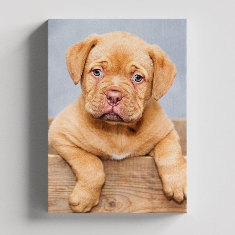 TAYRONA STORE - Cuadros Retablo Animales Perro 367 - 35x50cm