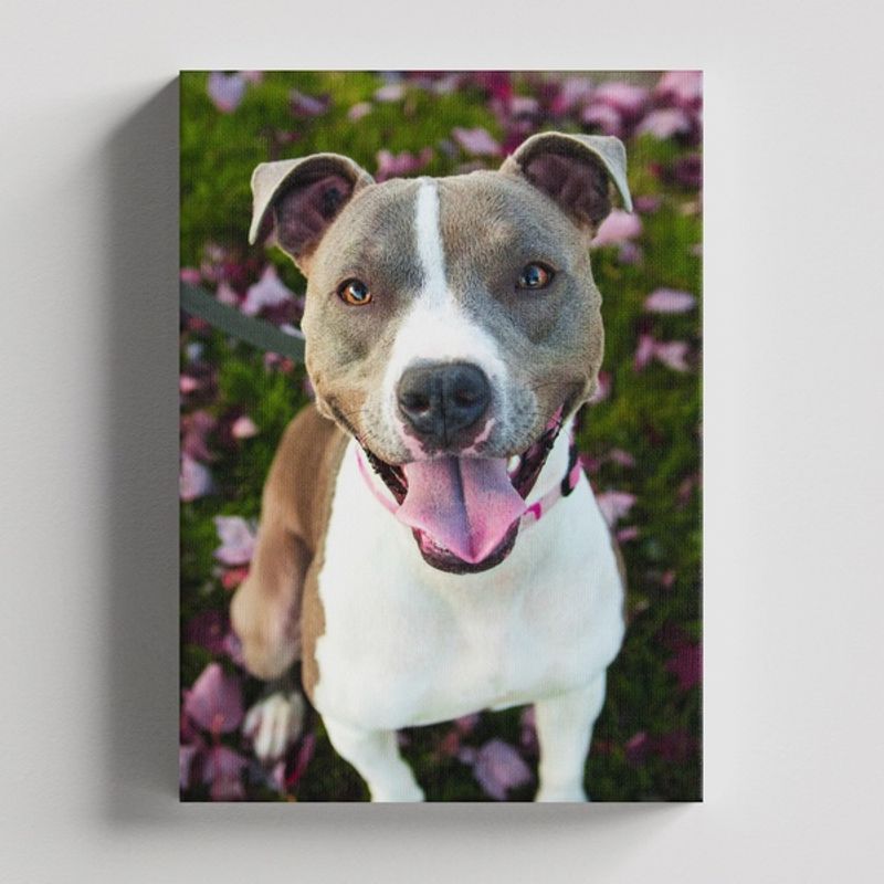 TAYRONA STORE - Cuadros Retablo Animales Perro 366 - 35x50cm