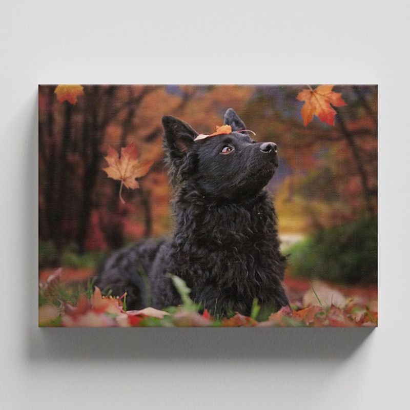 TAYRONA STORE - Cuadros Retablo Animales Perro 465 - 50x35cm