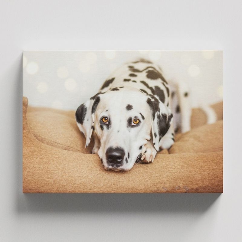TAYRONA STORE - Cuadros Retablo Animales Perro 488 - 50x35cm