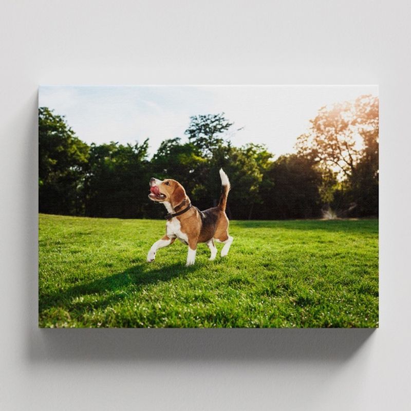 TAYRONA STORE - Cuadros Retablo Animales Perro 470 - 50x35cm