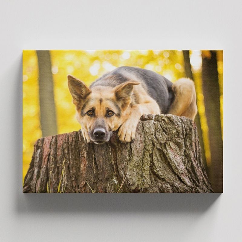 TAYRONA STORE - Cuadros Retablo Animales Perro 477 - 50x35cm