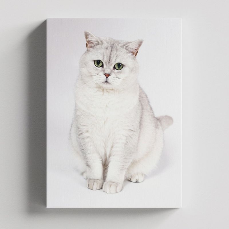 TAYRONA STORE - Cuadros Retablo Animales Gatos 434 - 50x35cm