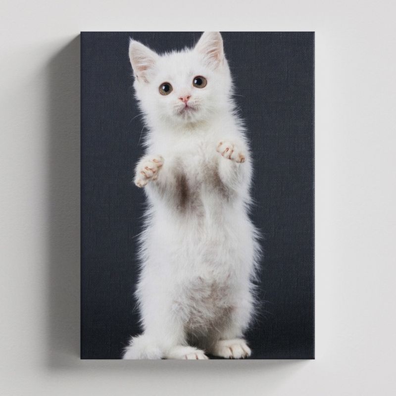 TAYRONA STORE - Cuadros Retablo Animales Gatos 422 - 35x50cm