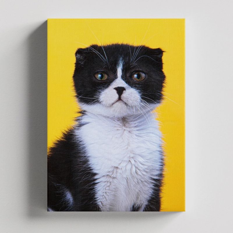 TAYRONA STORE - Cuadros Retablo Animales Gatos 437 - 50x35cm