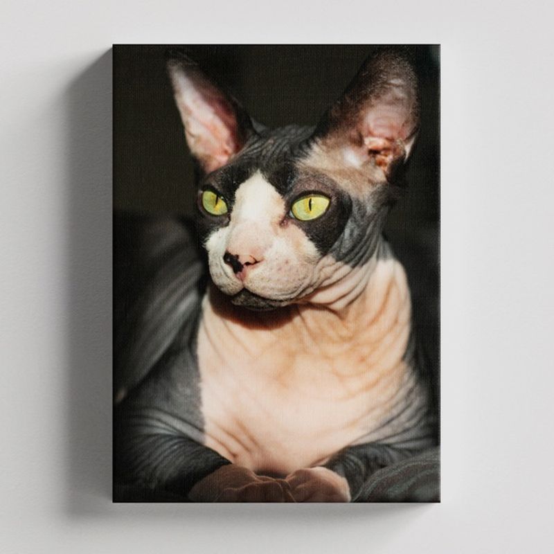 TAYRONA STORE - Cuadros Retablo Animales Gatos 449 - 50x35cm