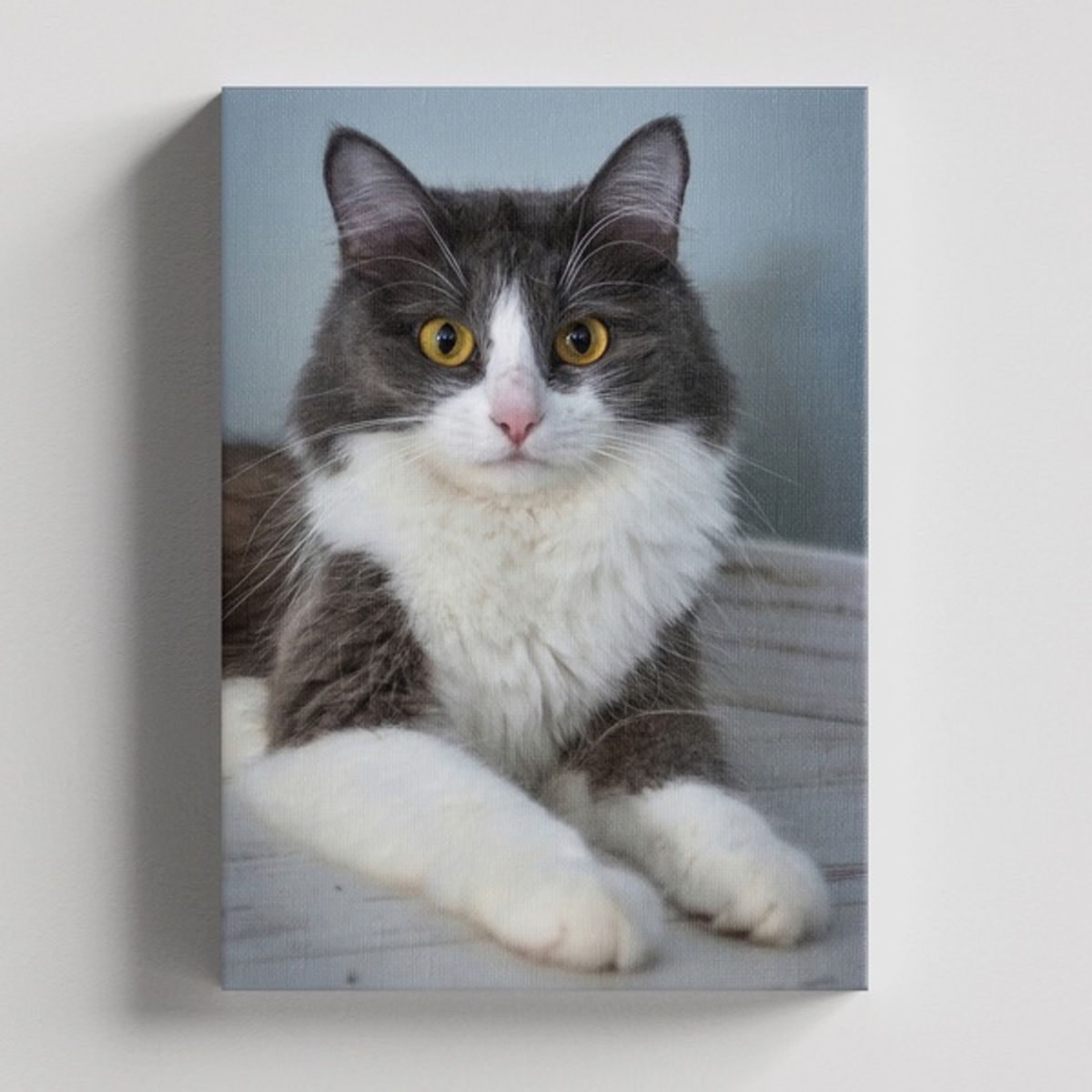 TAYRONA STORE - Cuadros Retablo Animales Gatos 446 - 50x35cm