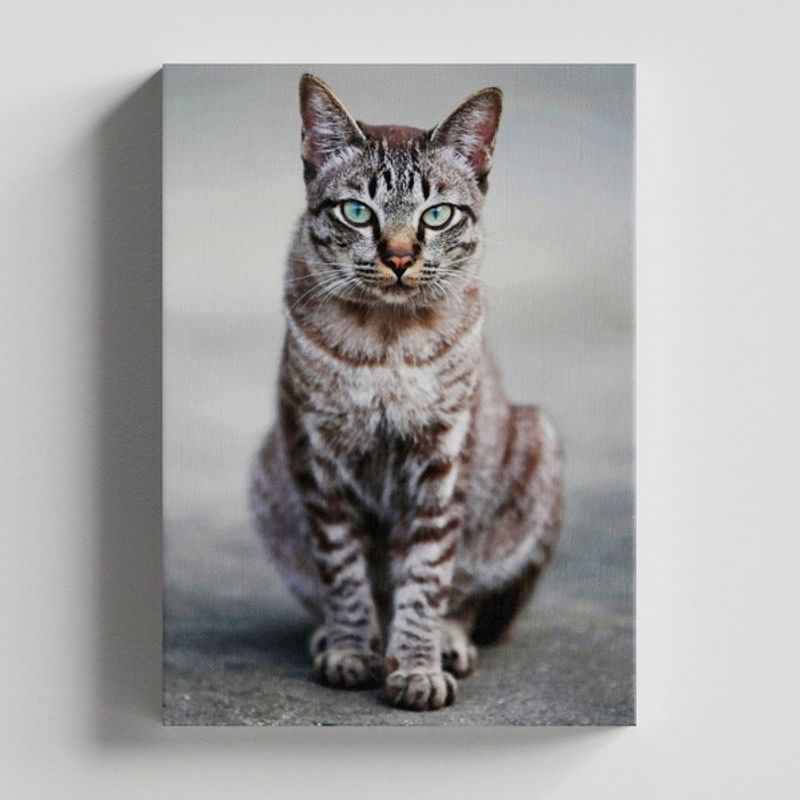 TAYRONA STORE - Cuadros Retablo Animales Gatos 445 - 50x35cm