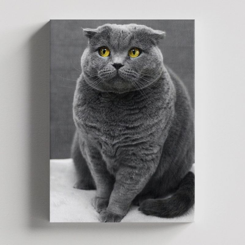 TAYRONA STORE - Cuadros Retablo Animales Gatos 463 - 50x35cm