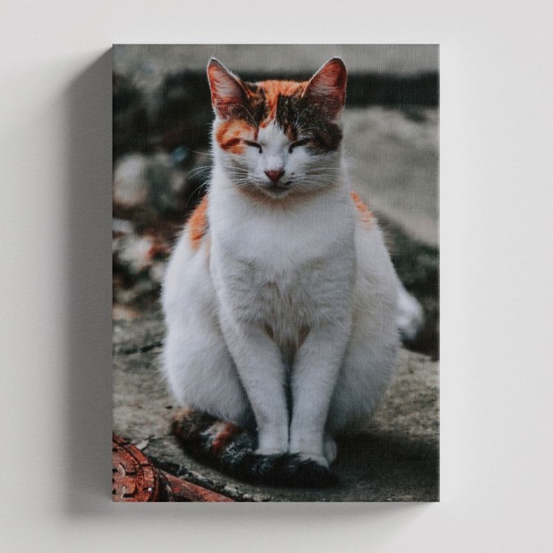 TAYRONA STORE - Cuadros Retablo Animales Gatos 475 - 50x35cm