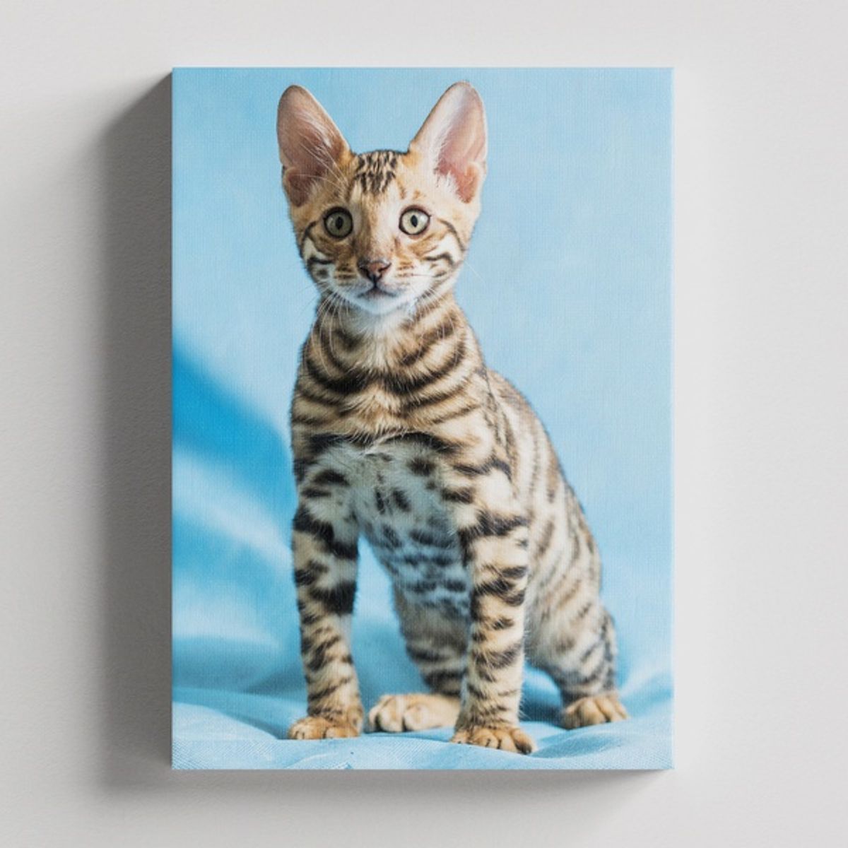 TAYRONA STORE - Cuadros Retablo Animales Gatos 477 - 50x35cm