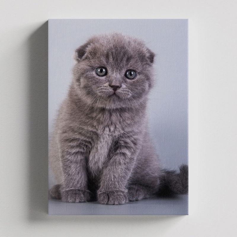 TAYRONA STORE - Cuadros Retablo Animales Gatos 478 - 50x35cm