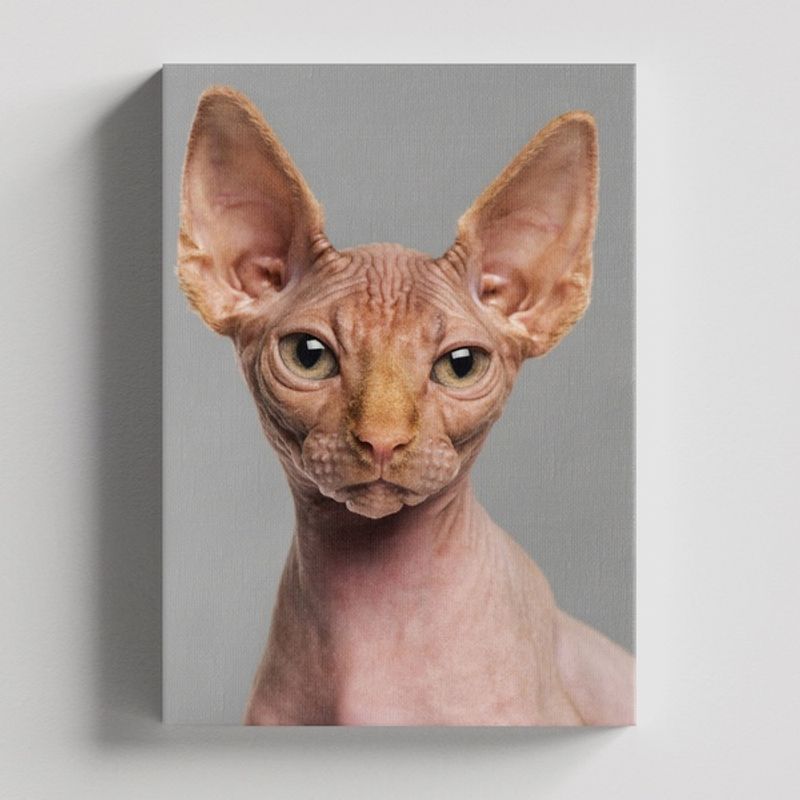 TAYRONA STORE - Cuadros Retablo Animales Gatos 481 - 50x35cm
