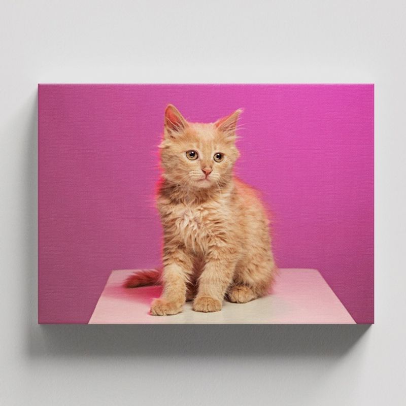 TAYRONA STORE - Cuadros Retablo Animales Gatos 546 - 50x35cm