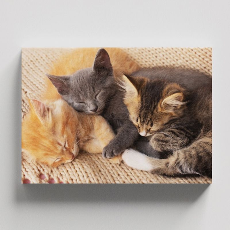 TAYRONA STORE - Cuadros Retablo Animales Gatos 557 - 50x35cm