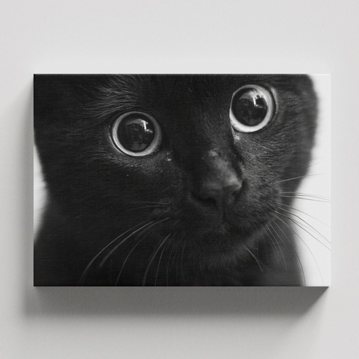 TAYRONA STORE - Cuadros Retablo Animales Gatos 565 - 50x35cm