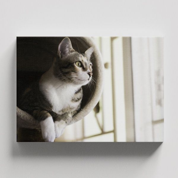 Cuadros Retablo Animales Gatos 567 - 50x35cm TAYRONA STORE | Falabella