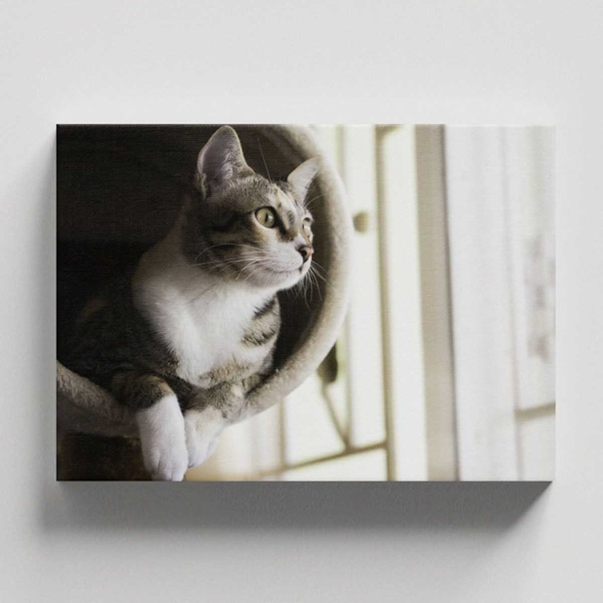 TAYRONA STORE - Cuadros Retablo Animales Gatos 567 - 50x35cm.