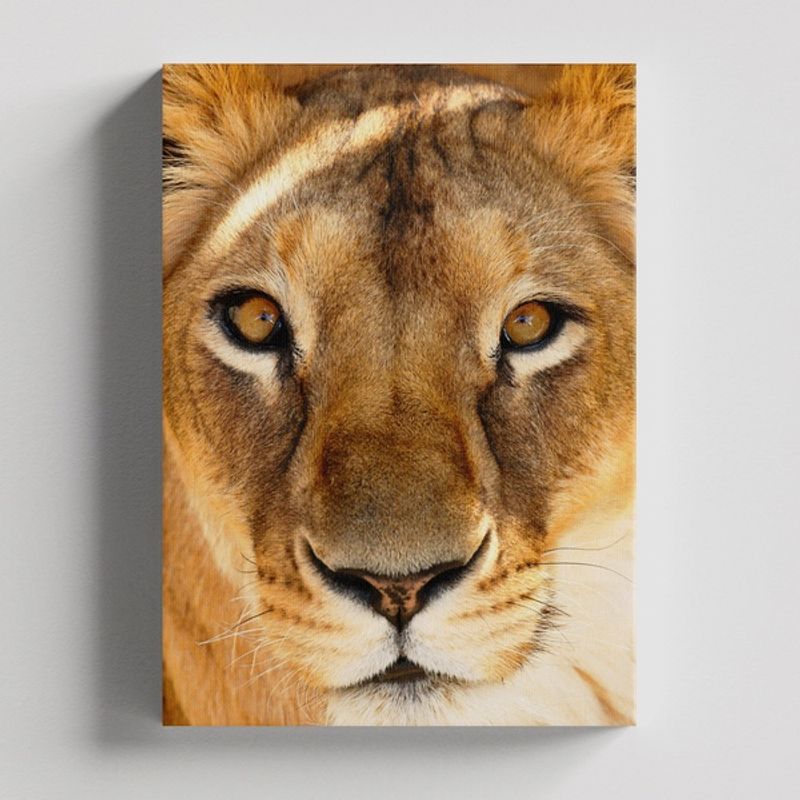 TAYRONA STORE - Cuadros Retablo Animales Leones Colores 243 - 35x50cm