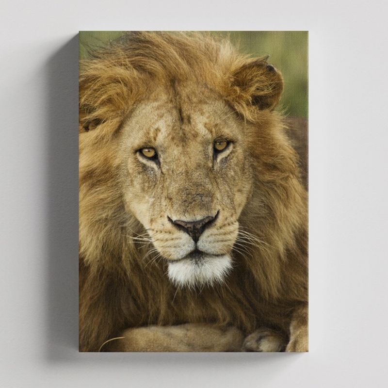 TAYRONA STORE - Cuadros Retablo Animales Leones Colores 245 - 35x50cm