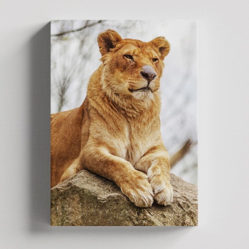 TAYRONA STORE - Cuadros Retablo Animales Leones Colores 251 - 35x50cm