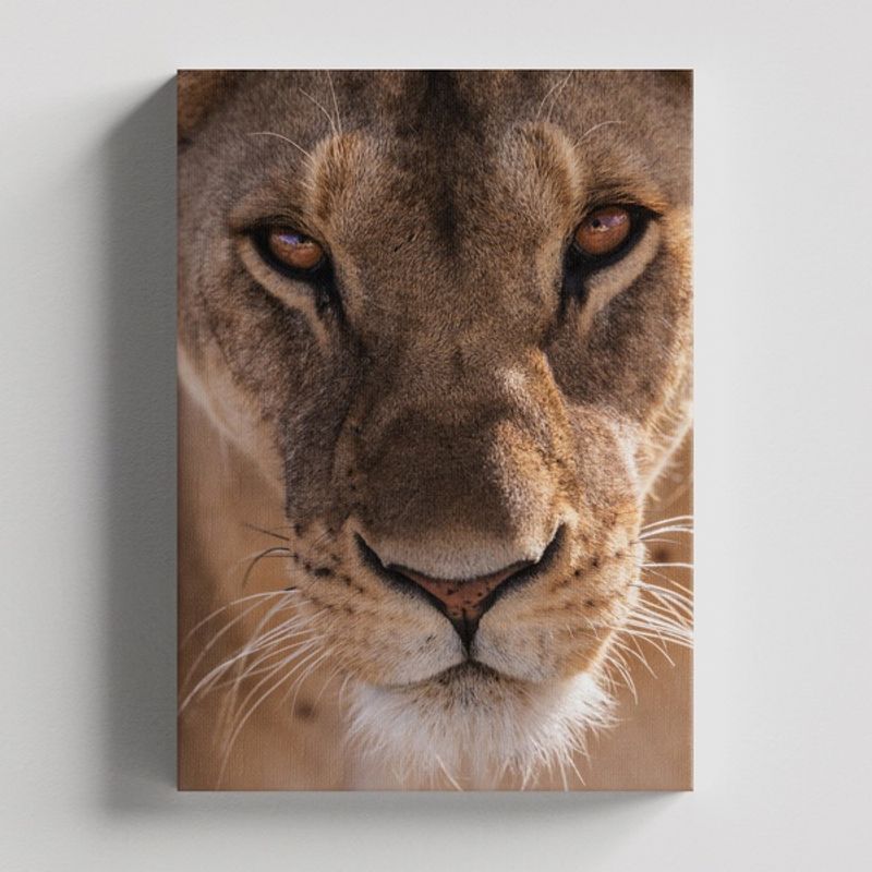 TAYRONA STORE - Cuadros Retablo Animales Leones Colores 254 - 35x50cm