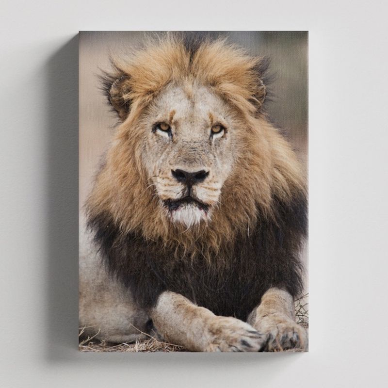TAYRONA STORE - Cuadros Retablo Animales Leones Colores 252 - 35x50cm
