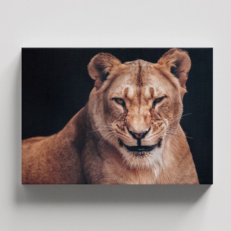 TAYRONA STORE - Cuadros Retablo Animales Leones Colores 312 - 50x35cm